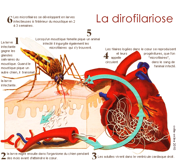 dirofilariose