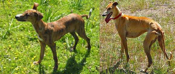 galgo