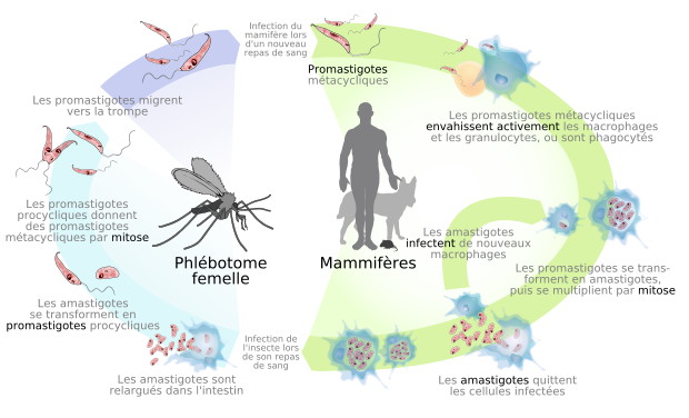 leischmaniose3