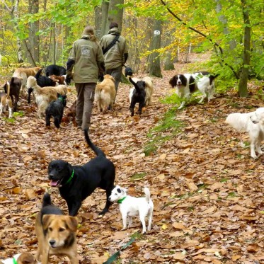 promenade-groupe-chien