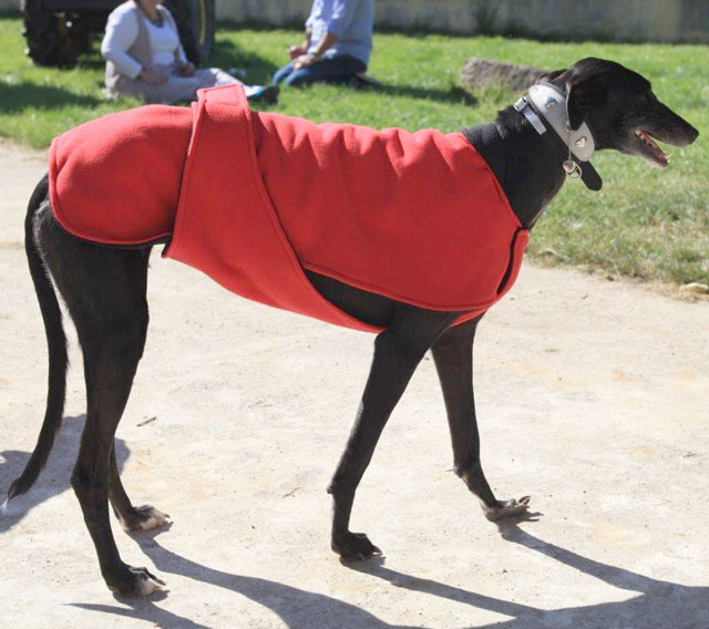 Manteau lévrier galgo deals
