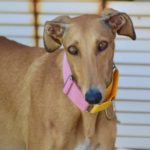 Photo de MARCELA, un lévrier à adopté