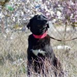 Photo de MIEL, lévrier qui à été adopté