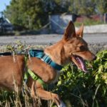 Photo de ZOYA, lévrier qui à été adopté