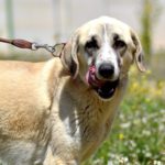 Photo de ANUSKA, lévrier qui à été adopté