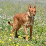 Photo de TARA, un lévrier à adopté