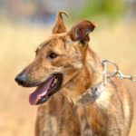 Photo de BENITO, lévrier qui à été adopté