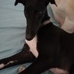 Photo de PRISCA, lévrier qui à été adopté