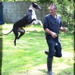 Photo de EMMA, lévrier qui à été adopté