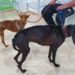 Photo de FLACA, lévrier qui à été adopté
