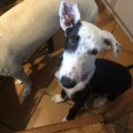 Photo de LOBITA, lévrier qui à été adopté