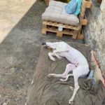 Photo de PEPSI, lévrier qui à été adopté