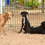Photo de DANA, lévrier qui à été adopté