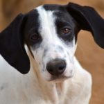 Photo de DASTIN, lévrier qui à été adopté