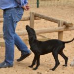 Photo de DJANGO (ELO), lévrier qui à été adopté