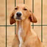 Photo de PENNY, lévrier qui à été adopté