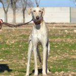 Photo de JORIS, lévrier qui à été adopté