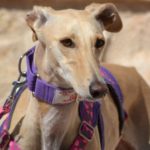 Photo de MAGIA, un lévrier à adopté