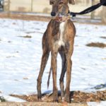 Photo de NINA, lévrier qui à été adopté