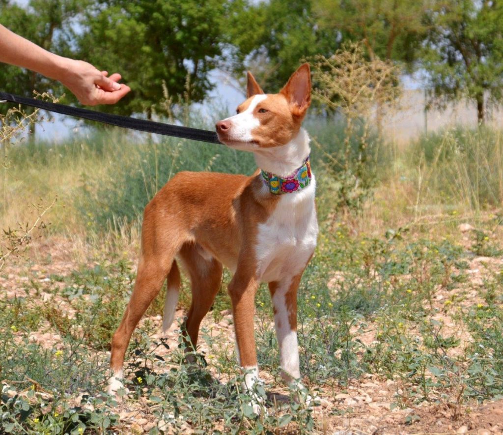 Photo de RASPA, un lévrier en attente d adoption