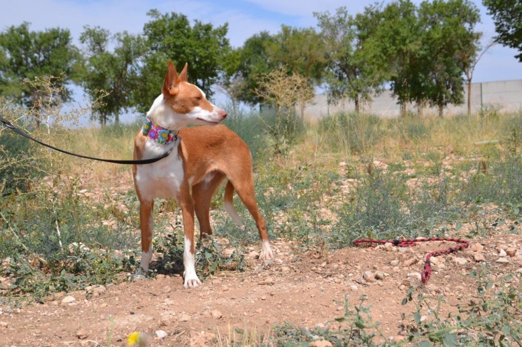 Photo de RASPA, un lévrier en attente d adoption