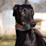 Photo de ABEL, un lévrier à adopté