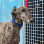 Photo de ARES, un lévrier à adopté