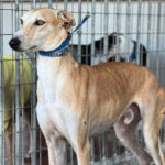 Photo de ATAUN, un lévrier à adopté