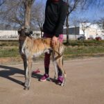 Photo de CASTELLANO, lévrier qui à été adopté