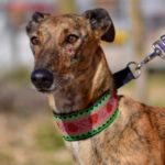 Photo de GEMA, un lévrier à adopté