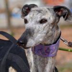 Photo de TIARA, un lévrier à adopté