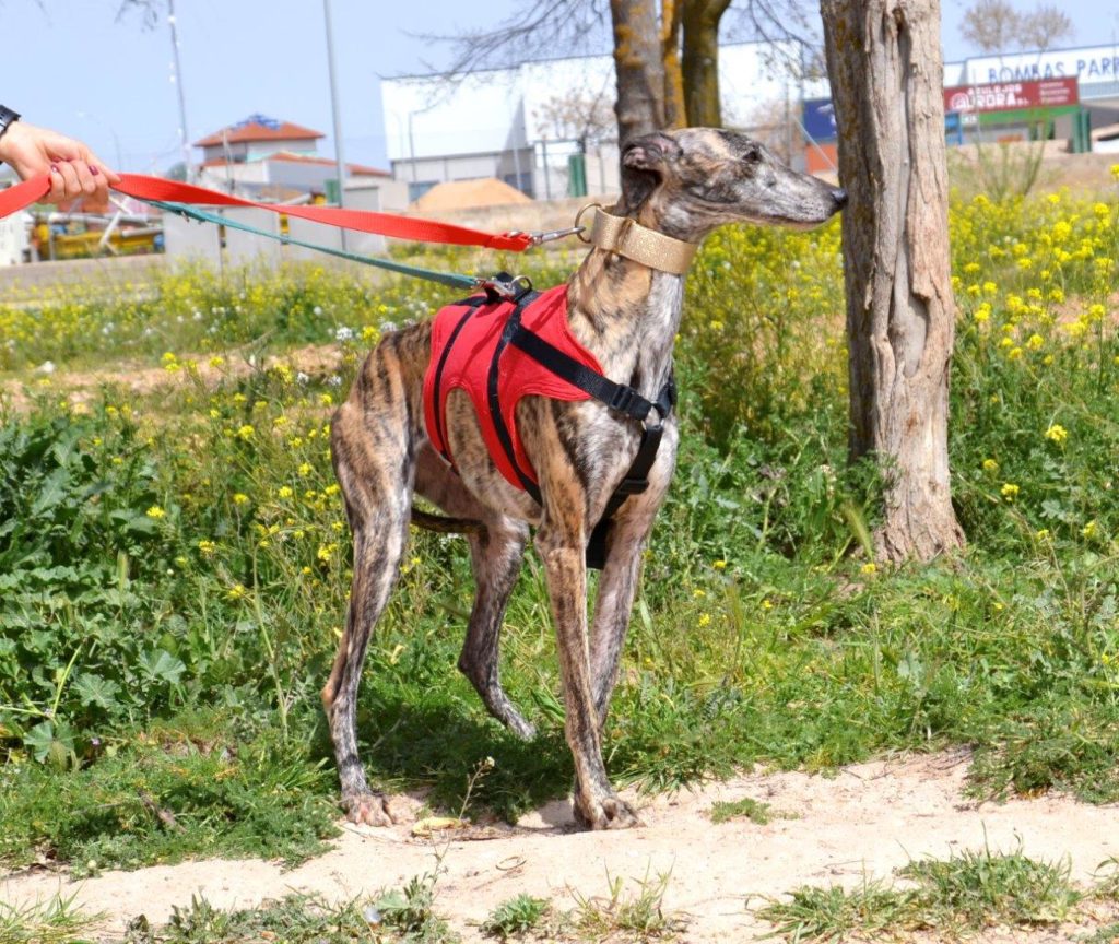 Photo de ARENITA, un lévrier en attente d adoption