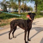 Photo de AMIRA, un lévrier à adopté