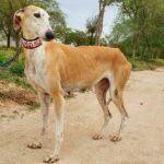 Photo de CLEO, un lévrier à adopté