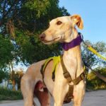 Photo de TINTIN, un lévrier à adopté