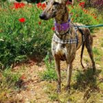 Photo de CAROLINA, un lévrier à adopté