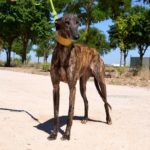 Photo de MILOU, lévrier qui à été adopté