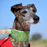 Photo de PELUSA, un lévrier à adopté