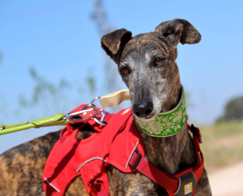 Photo de PELUSA, un lévrier en attente d adoption