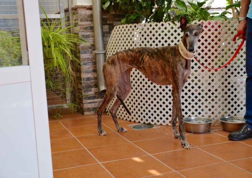 Photo de PELUSA, un lévrier en attente d adoption