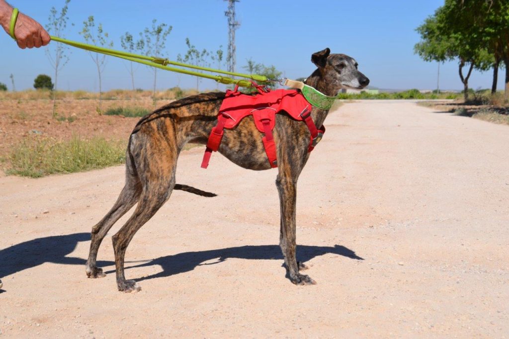 Photo de PELUSA, un lévrier en attente d adoption