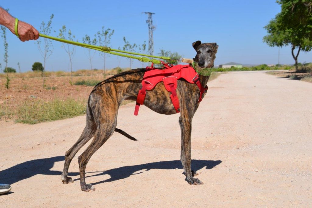 Photo de PELUSA, un lévrier en attente d adoption