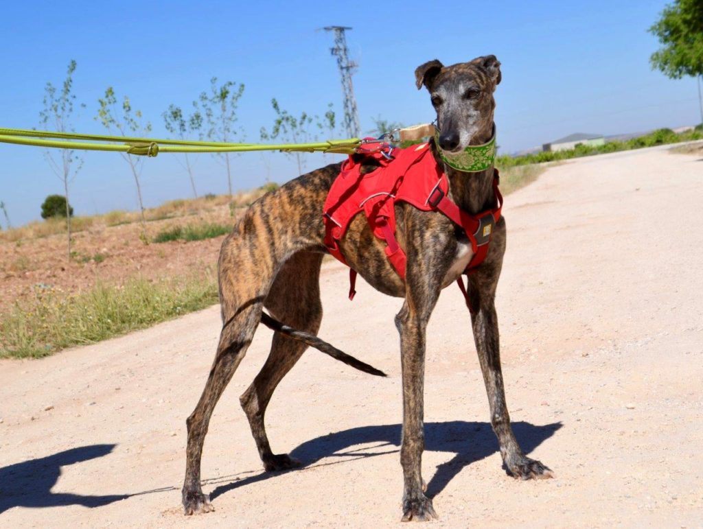 Photo de PELUSA, un lévrier en attente d adoption