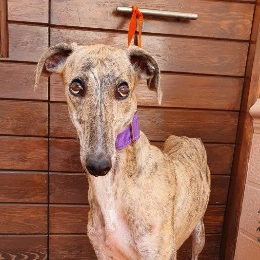 MAGUI Esperanto des Lévriers