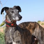 Photo de TRABUCCO, lévrier qui à été adopté