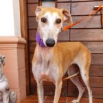 Photo de ZAGALA, un lévrier à adopté