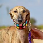 Photo de SILVIA, un lévrier à adopté