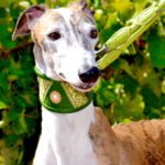 Photo de TURBO, un lévrier à adopté