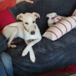 Photo de ZAPHIR, un lévrier à adopté