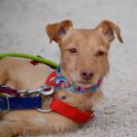 Photo de CANA, un lévrier à adopté